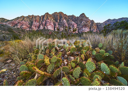 Prickly Pear Cactus and Desert Grasses with Red Rock Canyon Mountains at Sunrise Prickly Pear Cactus and Desert Grasses with Red Rock Canyon Mountains at Sunrise 138494520