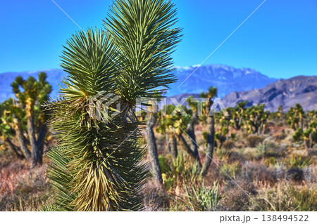 Joshua Tree Close Up with Mountain Desert Landscape Nevada Wilderness Joshua Tree Close Up with Mountain Desert Landscape Nevada Wilderness 138494522
