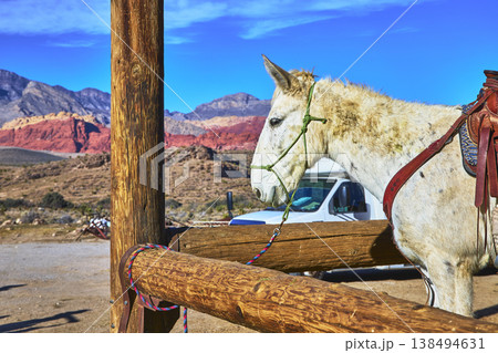 Horse Saddled at Cowboy Canyon Fence in Sunlit Nevada Desert Landscape Horse Saddled at Cowboy Canyon Fence in Sunlit Nevada Desert Landscape 138494631