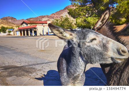 Wild Burros on Sunny Road Near Southwestern Building in Rural Nevada Town 138494774