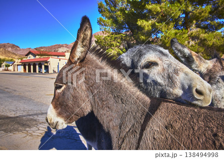 Wild Burros on Road in Beatty Nevada with Small Town and Desert Mountain Background 138494998