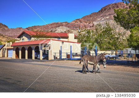 Wild Burros on Road in Front of Southwestern Building and Desert Mountains Nevada Wild Burros on Road in Front of Southwestern Building and Desert Mountains Nevada 138495030