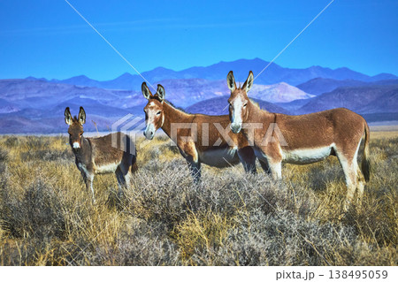 Wild Burros Standing in Nevada Desert with Mountain Landscape and Dry Grass Wild Burros Standing in Nevada Desert with Mountain Landscape and Dry Grass 138495059