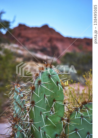 Cactus Close Up Against Red Rock Canyon Landscape in Nevada Desert Cactus Close Up Against Red Rock Canyon Landscape in Nevada Desert 138495085