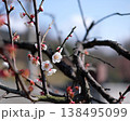 梅の花 - plum blossoms 梅の花 - plum blossoms 138495099
