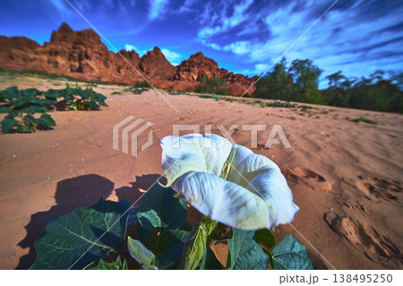 White Desert Flower with Green Leaves and Red Sandstone Landscape in Bright Sunlight 138495250
