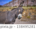 Wild Burro in Nevada Desert Close Up with Natural Brush and Mountain Backdrop 138495281