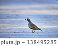 Quail Standing on Sunlit Ground in Wetlands Park Wildlife Nature in Las Vegas 138495285
