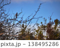 Northern Flicker Perched on Bare Branch with Blue Sky and Foliage 138495286