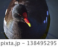 Close Up Common Gallinule Bird Face and Beak in Sunlight on Water 138495295