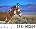 Wild Burro in Nevada Desert with Mountain Landscape and Natural Vegetation 138495296