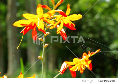 初夏の岐阜県郡上市明宝町の川沿いでは、川の流れが澄んで季節の花が咲き新緑も鮮やかです。 初夏の岐阜県郡上市明宝町の川沿いでは、川の流れが澄んで季節の花が咲き新緑も鮮やかです。 138495346