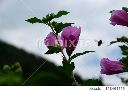 初夏の岐阜県郡上市明宝町の川沿いでは、川の流れが澄んで季節の花が咲き新緑も鮮やかです。 初夏の岐阜県郡上市明宝町の川沿いでは、川の流れが澄んで季節の花が咲き新緑も鮮やかです。 138495356