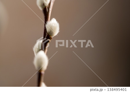 Spring background. Bunch of pussy willow branches twigs, copy space Spring background. Bunch of pussy willow branches twigs, copy space 138495401