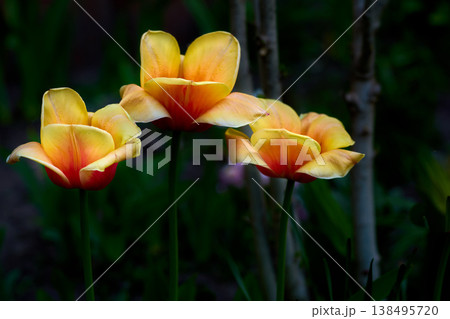Colors of night.White orange tender narcissus May daffodils in dark Colors of night.White orange tender narcissus May daffodils in dark 138495720
