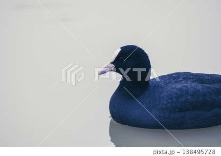 Eurasian Coot bird black duck swimming in a lake, December 2025, U.K. Eurasian Coot bird black duck swimming in a lake, December 2025, U.K. 138495728