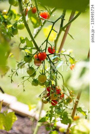 Organic farming, home growing vegetables. Red cherry tomatoes on a branch 138495734