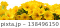 ガーデンプリムラの花 138496150
