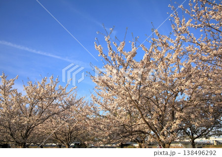 小松川千本桜の桜 ( 東京都 江戸川 ) 小松川千本桜の桜 ( 東京都 江戸川 ) 138496292