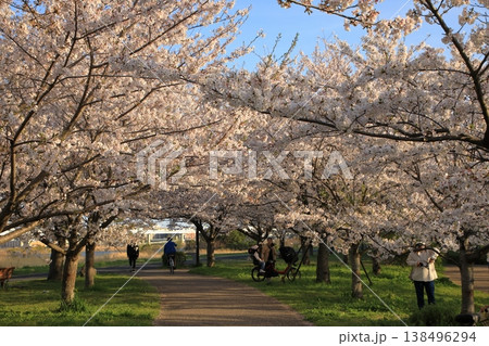 小松川千本桜の桜 ( 東京都 江戸川 ) 138496294