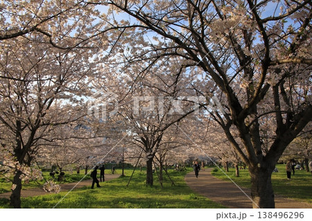 小松川千本桜の桜 ( 東京都 江戸川 ) 138496296