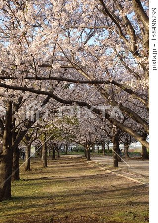 小松川千本桜の桜 ( 東京都 江戸川 ) 138496299