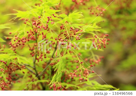 満開の紅葉 満開の紅葉 138496566