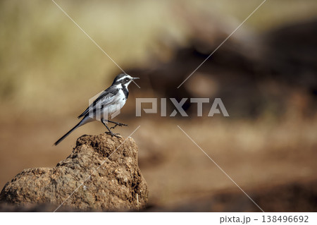 African Pied Wagtail in Greater Kruger National park, South Africa 138496692