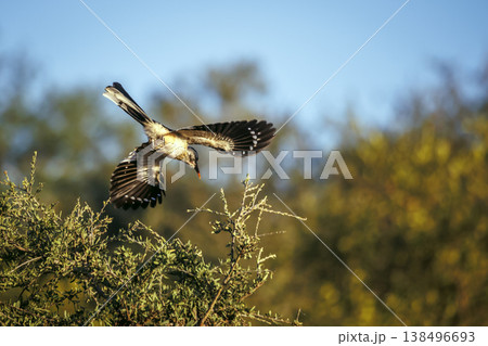 Southern Red billed Hornbill in Greater Kruger National park, South Africa Southern Red billed Hornbill in Greater Kruger National park, South Africa 138496693