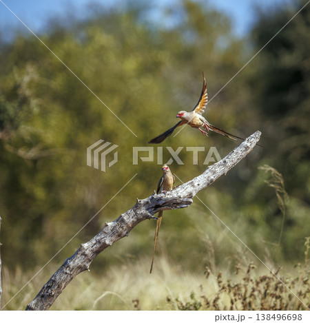 Red faced Mousebird in Greater Kruger National park, South Africa Red faced Mousebird in Greater Kruger National park, South Africa 138496698