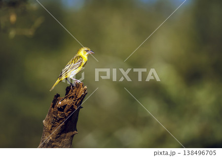 Village weaver in Greater Kruger National park, South Africa Village weaver in Greater Kruger National park, South Africa 138496705