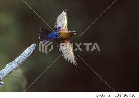 White fronted Bee eater in Greater Kruger National park, South Africa 138496716