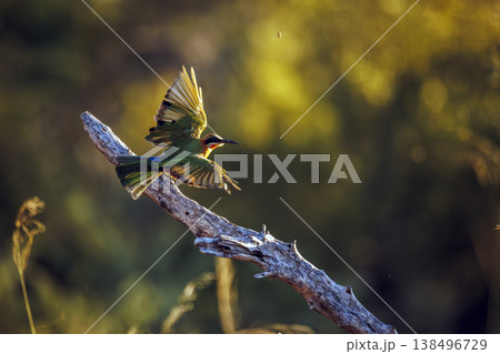 White fronted Bee eater in Greater Kruger National park, South Africa White fronted Bee eater in Greater Kruger National park, South Africa 138496729