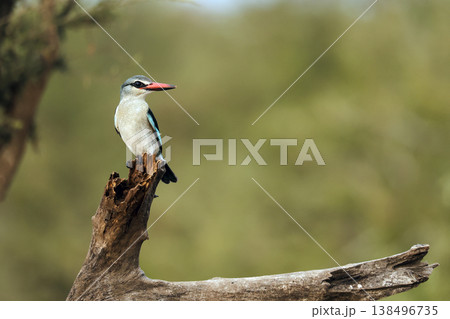 Woodland kingfisher in Greater Kruger National park, South Africa Woodland kingfisher in Greater Kruger National park, South Africa 138496735