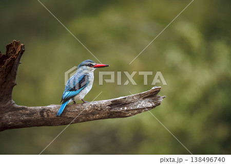 Woodland kingfisher in Greater Kruger National park, South Africa Woodland kingfisher in Greater Kruger National park, South Africa 138496740