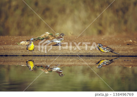 African Golden breasted Bunting in Greater Kruger National park, South Africa African Golden breasted Bunting in Greater Kruger National park, South Africa 138496769