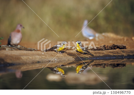 African Golden breasted Bunting in Greater Kruger National park, South Africa African Golden breasted Bunting in Greater Kruger National park, South Africa 138496770