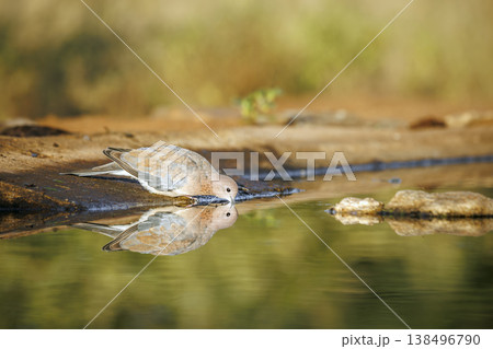 Laughing Dove in Greater Kruger National park, South Africa Laughing Dove in Greater Kruger National park, South Africa 138496790