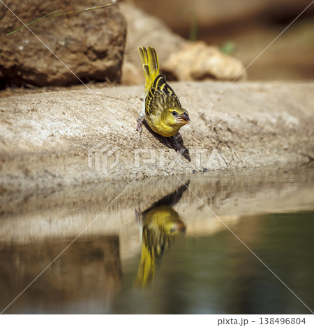 Lesser Masked Weaver in Greater Kruger National park, South Africa 138496804