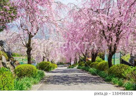 満開になった枝垂れ桜のトンネル（岐阜県揖斐郡池田町・弓削禅寺） 138496810