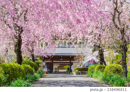 満開になった枝垂れ桜のトンネル(岐阜県揖斐郡池田町・弓削禅寺) 満開になった枝垂れ桜のトンネル(岐阜県揖斐郡池田町・弓削禅寺) 138496811