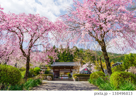 参道に咲く満開の枝垂れ桜（岐阜県揖斐郡池田町・弓削禅寺） 138496813
