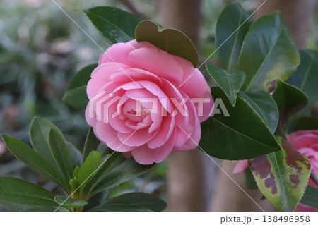 早春の庭に咲くピンク色で八重咲きのツバキの花 早春の庭に咲くピンク色で八重咲きのツバキの花 138496958