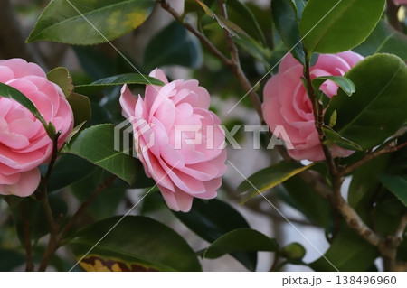 早春の庭に咲くピンク色で八重咲きのツバキの花 138496960