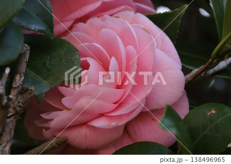 早春の庭に咲くピンク色で八重咲きのツバキの花 138496965