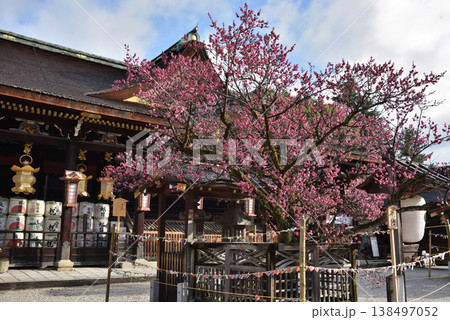 北野天満宮 飛梅と拝殿(京都市上京区) 北野天満宮 飛梅と拝殿(京都市上京区) 138497052