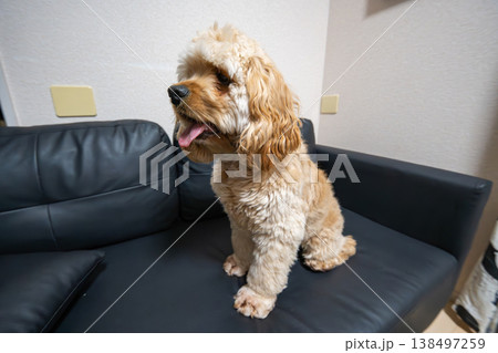ソファーに座る犬（アメリカンコッカースパニエル） 138497259