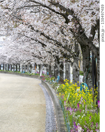 川沿いの堤防道路に咲く桜と花壇の花 川沿いの堤防道路に咲く桜と花壇の花 138497489