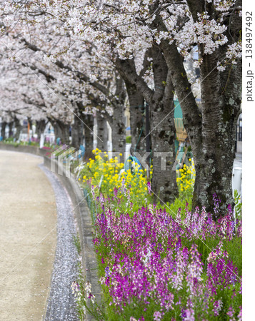 川沿いの堤防道路に咲く桜と花壇の花 川沿いの堤防道路に咲く桜と花壇の花 138497492