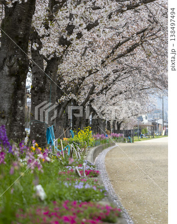 川沿いの堤防道路に咲く桜と花壇の花 138497494